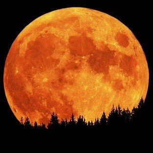 Insect Repellent Oils